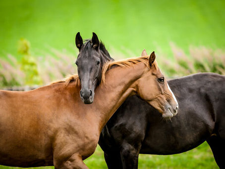 De l’utilisation des huiles essentielles sur les chevaux