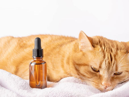L'utilisation des huiles essentielles avec un chat