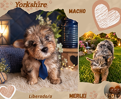 Montagem de Foto Tons pasteis Amor_20260722_193530_0000.png