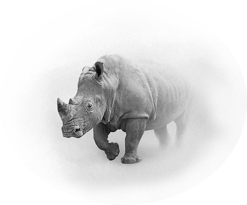 Rhino 2.png