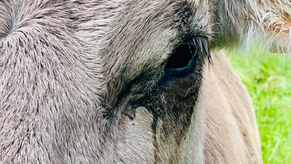 La vache qui pleure