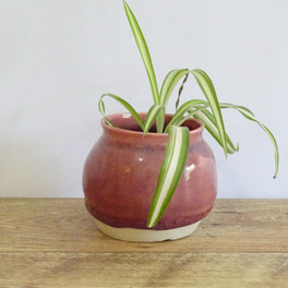 Maroon Flower Pot