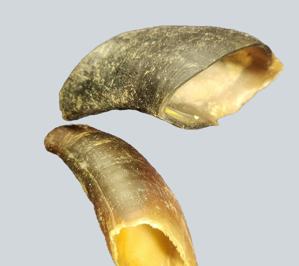 Thumbnail: Cow Hoof