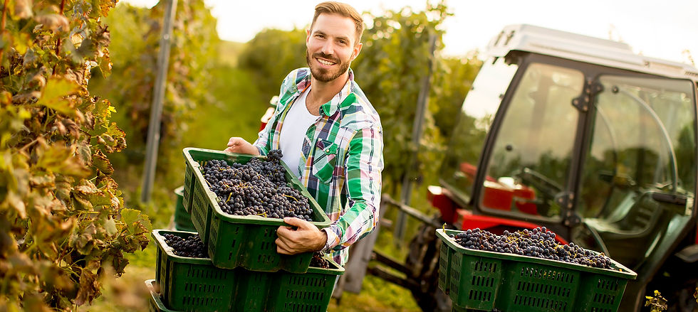 Vinea-website-1920x860px-Page-header-Managing-Labour.jpg