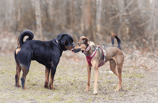Zwei Hunde stehen sich Kopf an Kopf gegenüber.