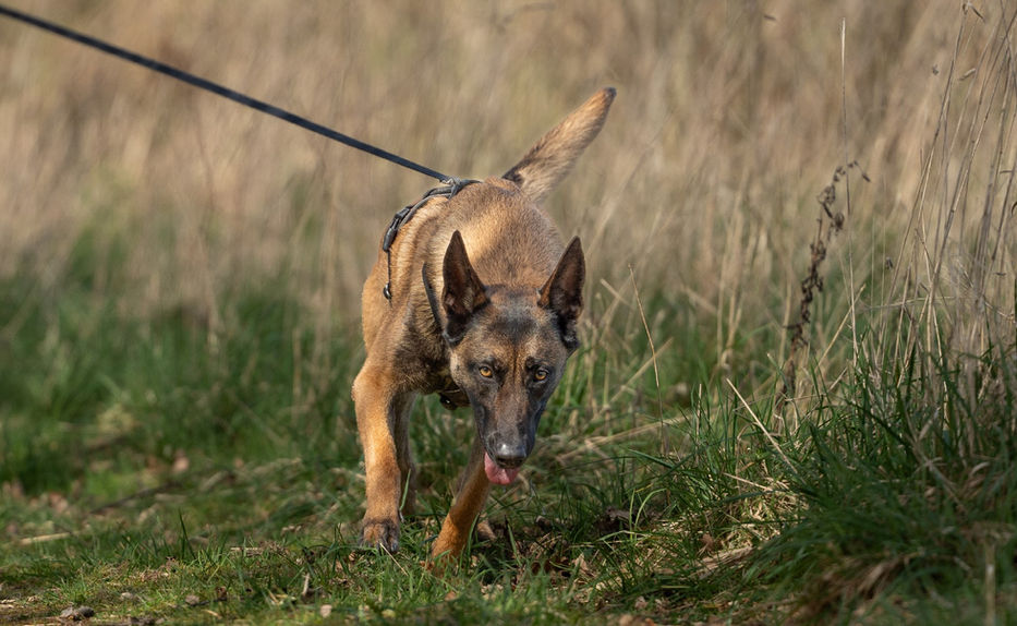 Malinois Mantrailing