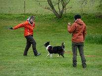 Border Collie Training Scentwork
