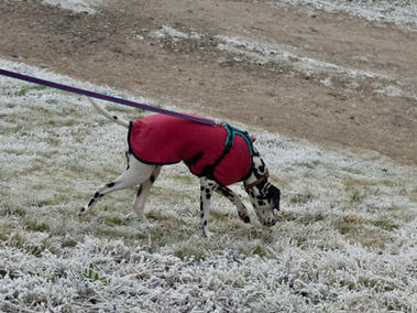 Dalmation Mantrailing
