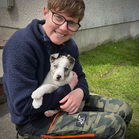 Border Collie puppy