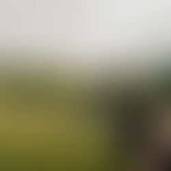 Eine Gruppe, die auf einer Kräuterwanderung über eine Wiese läuft