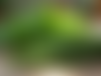 Entdecken Sie die heilende Kraft der Kräuter mit herbarmore