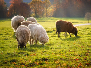 Seminārs vetārstiem, aitkopjiem, studentiem un citiem interesentiem