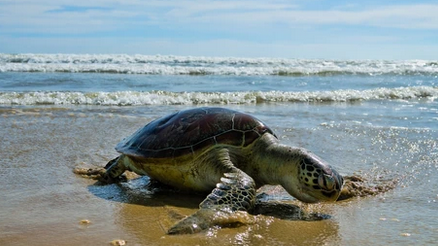 meeresschildkroeten-caretta-caretta-boa-vista-katlantik.jpg