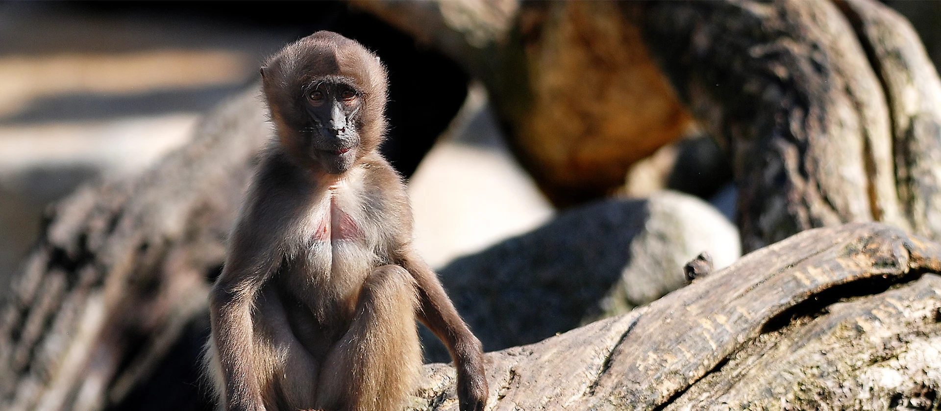 Do Animals Have Menstrual Cycles