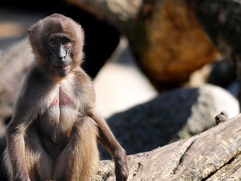 Gan HaChai – Petach Tikva Zoo