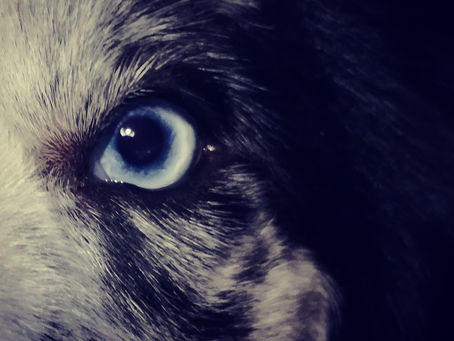 Why does my dog stare at me?