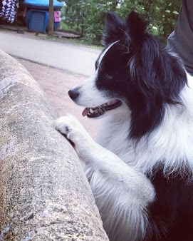 How to stop my dog from jumping at people?