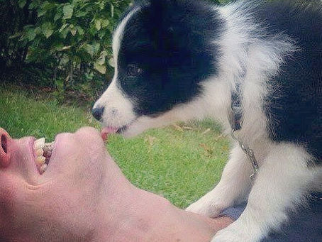 Why does my dog lick me?