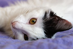 Animaux de compagnie