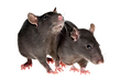 kisspng-rodent-mouse-brown-rat-black-rat-pest-control-rat-png-image-transparent-png-arts-5