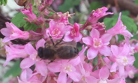 Honey bee on a pink flower