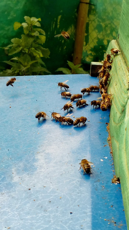 Bees entering and leaving beehive in early summer