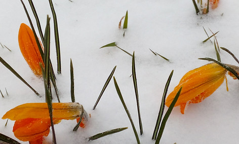 Yellow crocuses in flower in snow