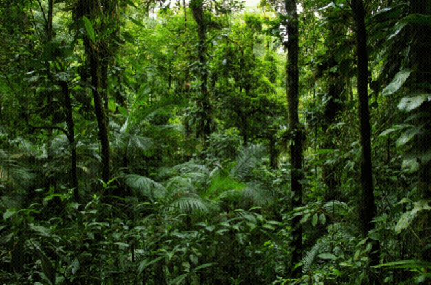 Versao_floresta (1).gif