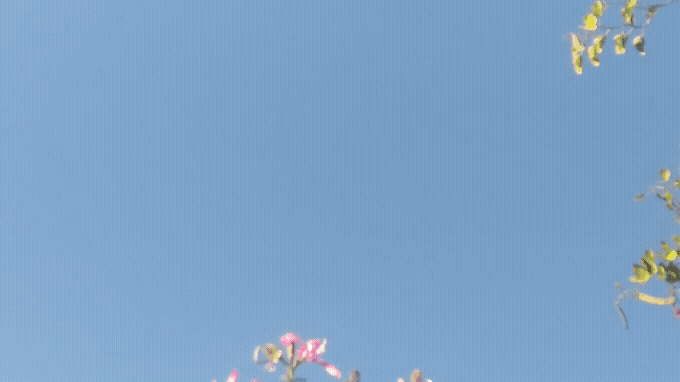 Dia_bonito.gif