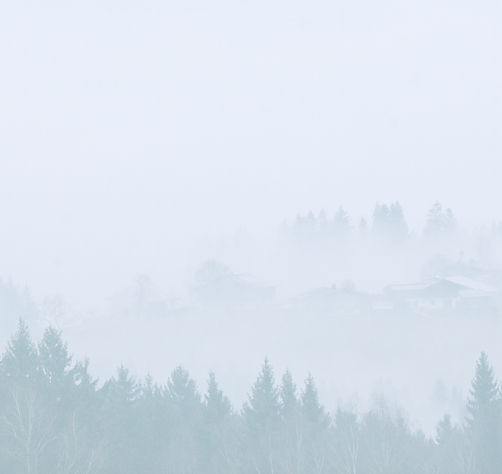 Une photo de forêt