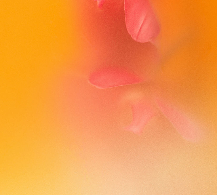 A blurred orange and pink image of petals