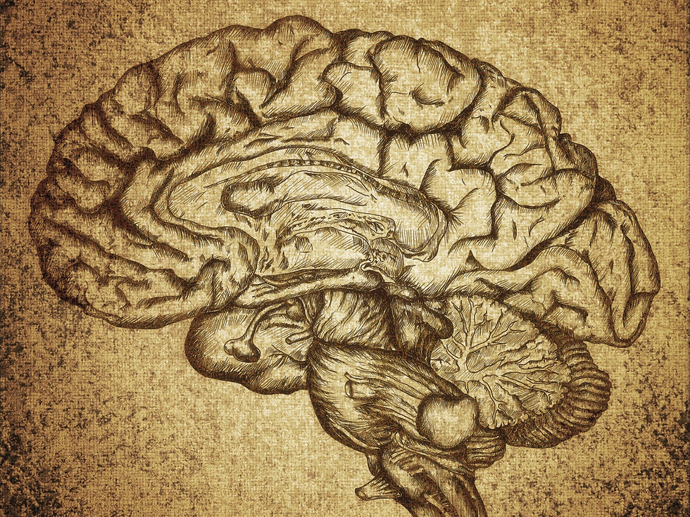 Drawing of a human brain.
