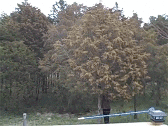 mountain pollen.gif