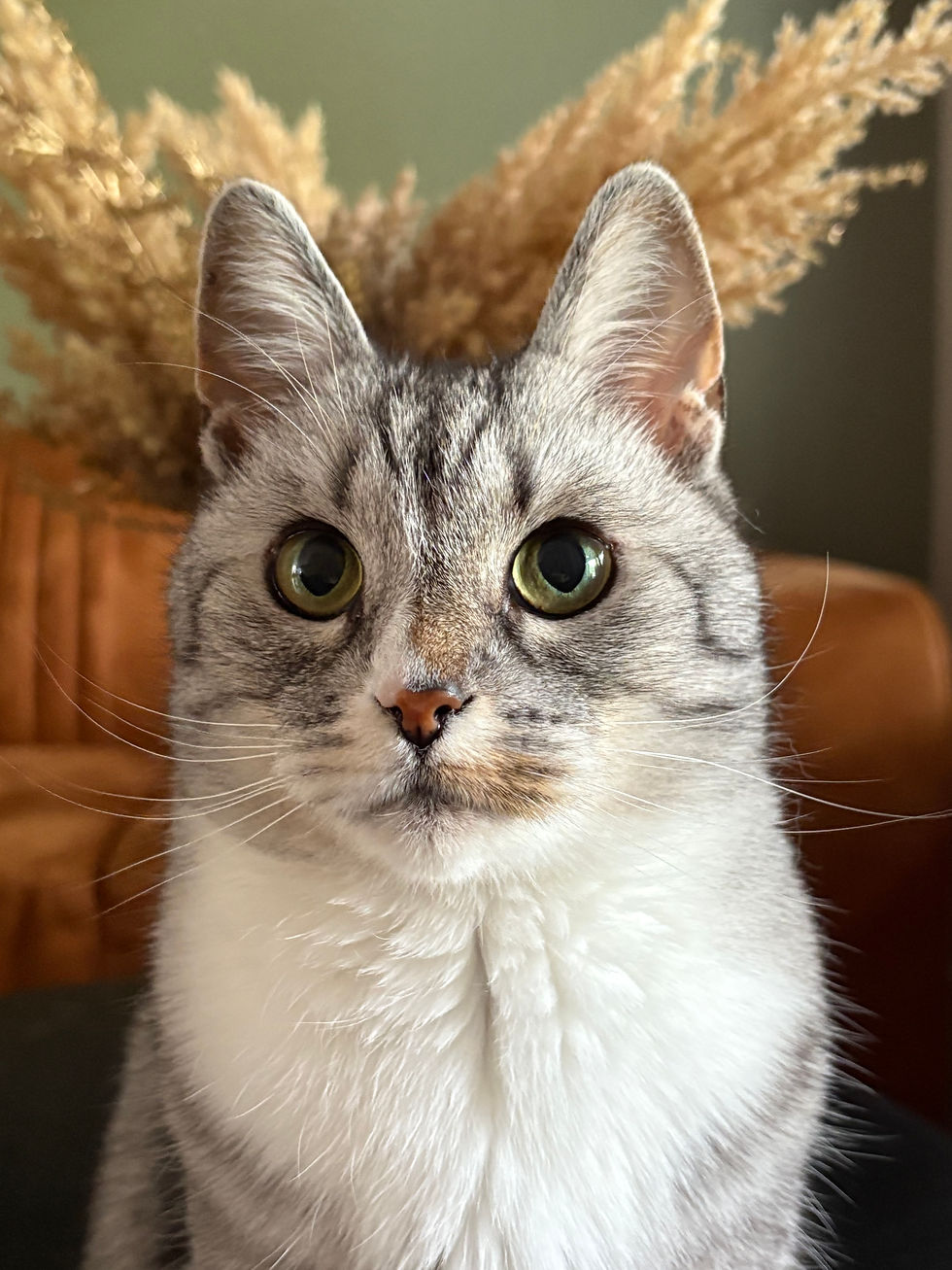 Noortje - From Stray to Loved: My Journey to Finding a Forever Home