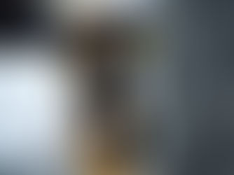 Big Paws, Bigger Adventures: My Life as a Traveling Cat in Japan