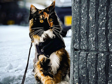 Big Paws, Bigger Adventures: My Life as a Traveling Cat in Japan