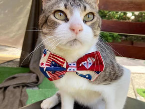 Ernie - He showed up under a car with an infected leg and no home. He left with 28,000 people who loved him.