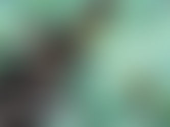 The Forgotten Big Cat of Java and How the Wanicare Foundation Is Fighting for Its Survival