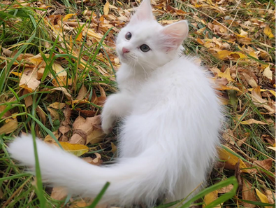 Meet Margarita from Punta Arenas, Chile💖🐱