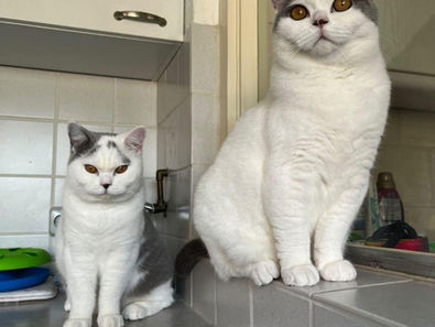 Meet Casper and Cody - Two Young Kittie-Brothers from Twente, The Netherlands!