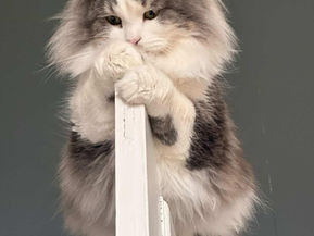 Meet Emo: The Silly Siberian Boy from Edinburgh