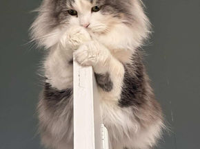 Meet Emo: The Silly Siberian Boy from Edinburgh