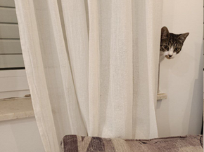 Meet Moisei Solomonovich - a Kitten Who Was Saved from Accident by Chance