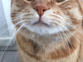 Meet Mr. Marcel: A Story of Trust, Love, and Finding Home