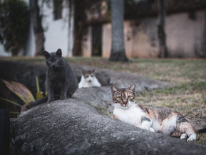 Guardians of the Whiskers: Save A Gato ā Giving Puerto Rico's Community Cats a Second ChanceāØāØ