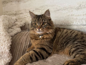 Fluffy Prince Coby at his own Kingdom!