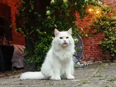 Lumi’s Journey: A White Cat’s Path from Stray to Stability
