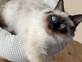 Meet Apollo: A Life of Cuddles, Playtime and Little Mischief š¾š