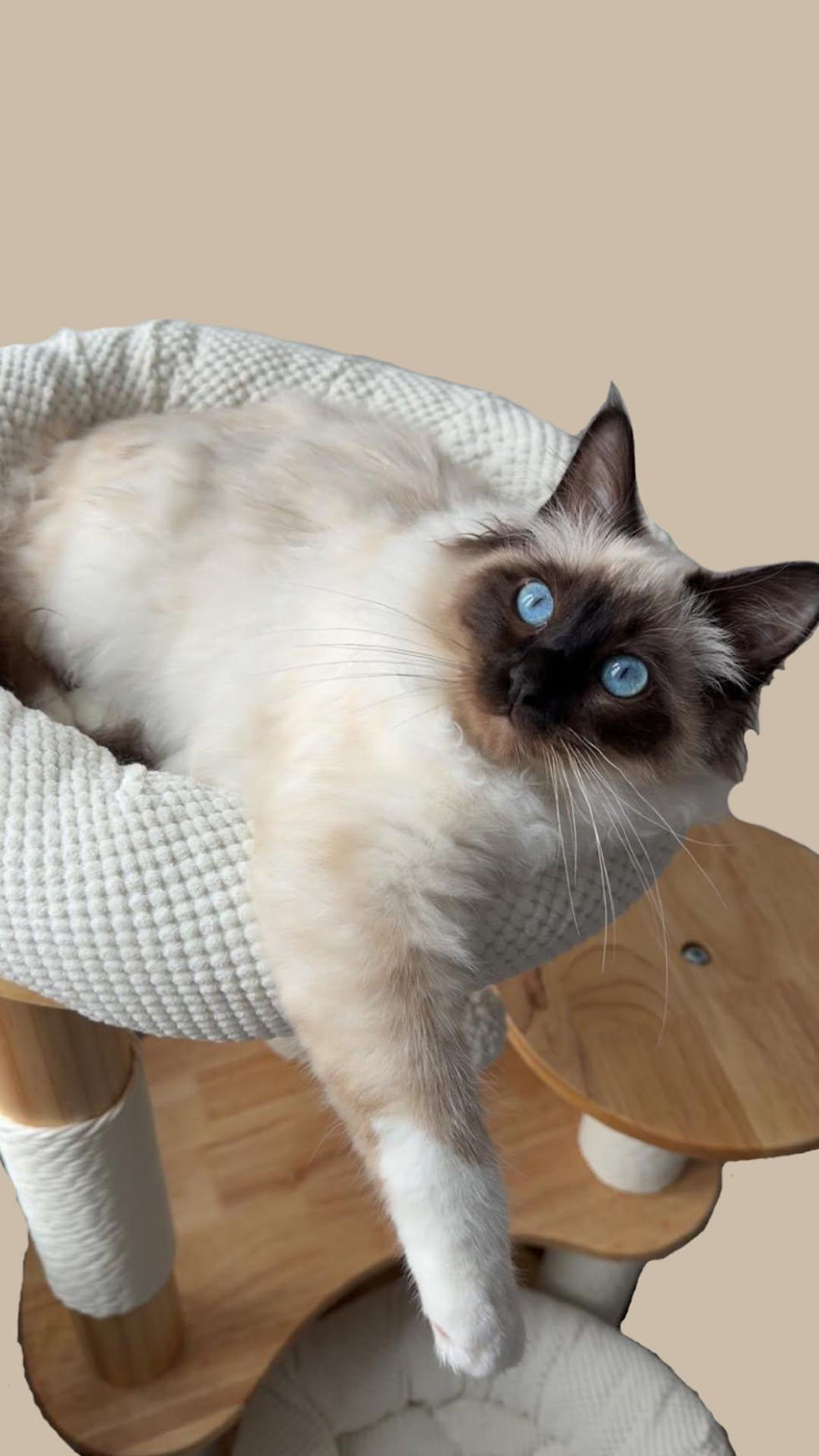 Meet Apollo: A Life of Cuddles, Playtime and Little Mischief 🐾💙