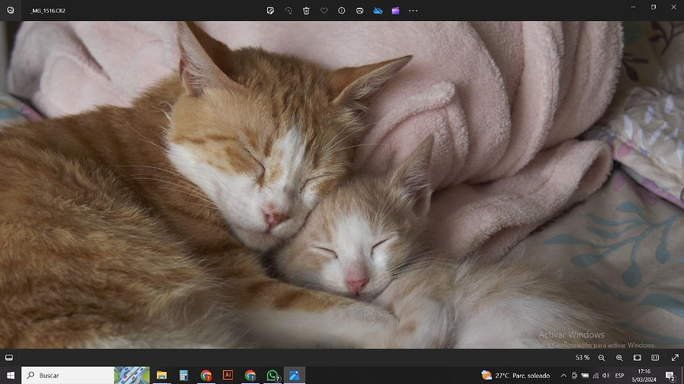 Miel: A Blessing from the “Cat Distribution System”